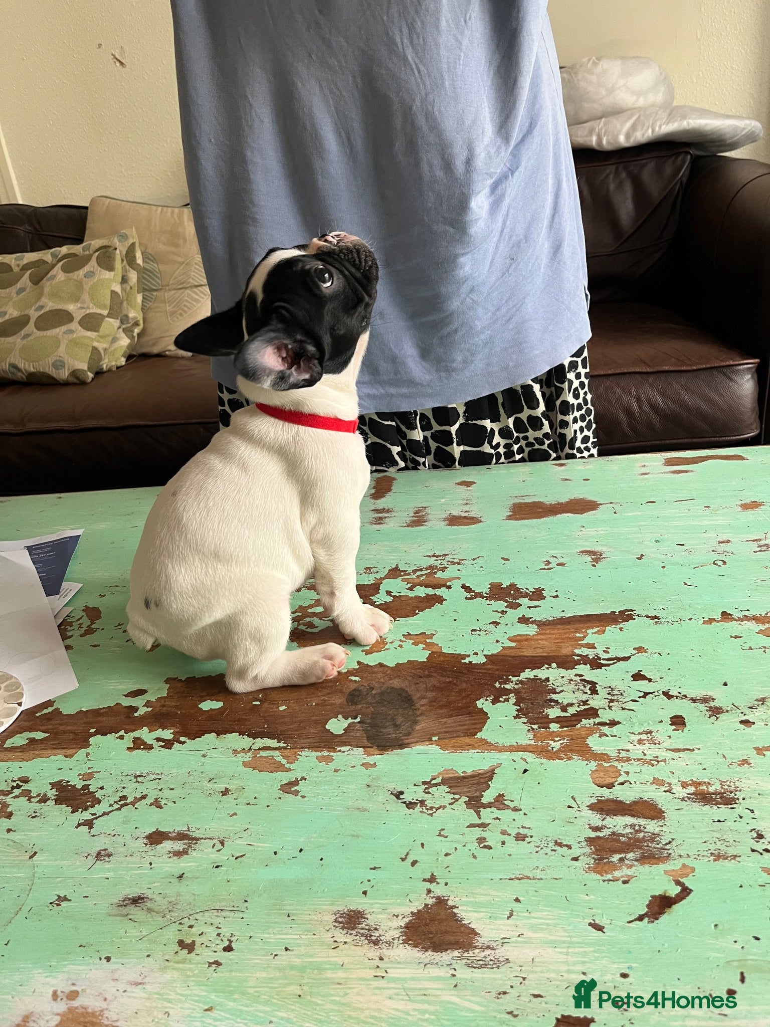 French Bulldog dogs KC reg. Crufts & International Champion breeding  - Advert 18