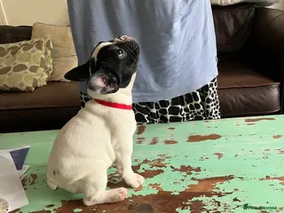 French Bulldog dogs KC reg. Crufts & International Champion breeding - Advert 18