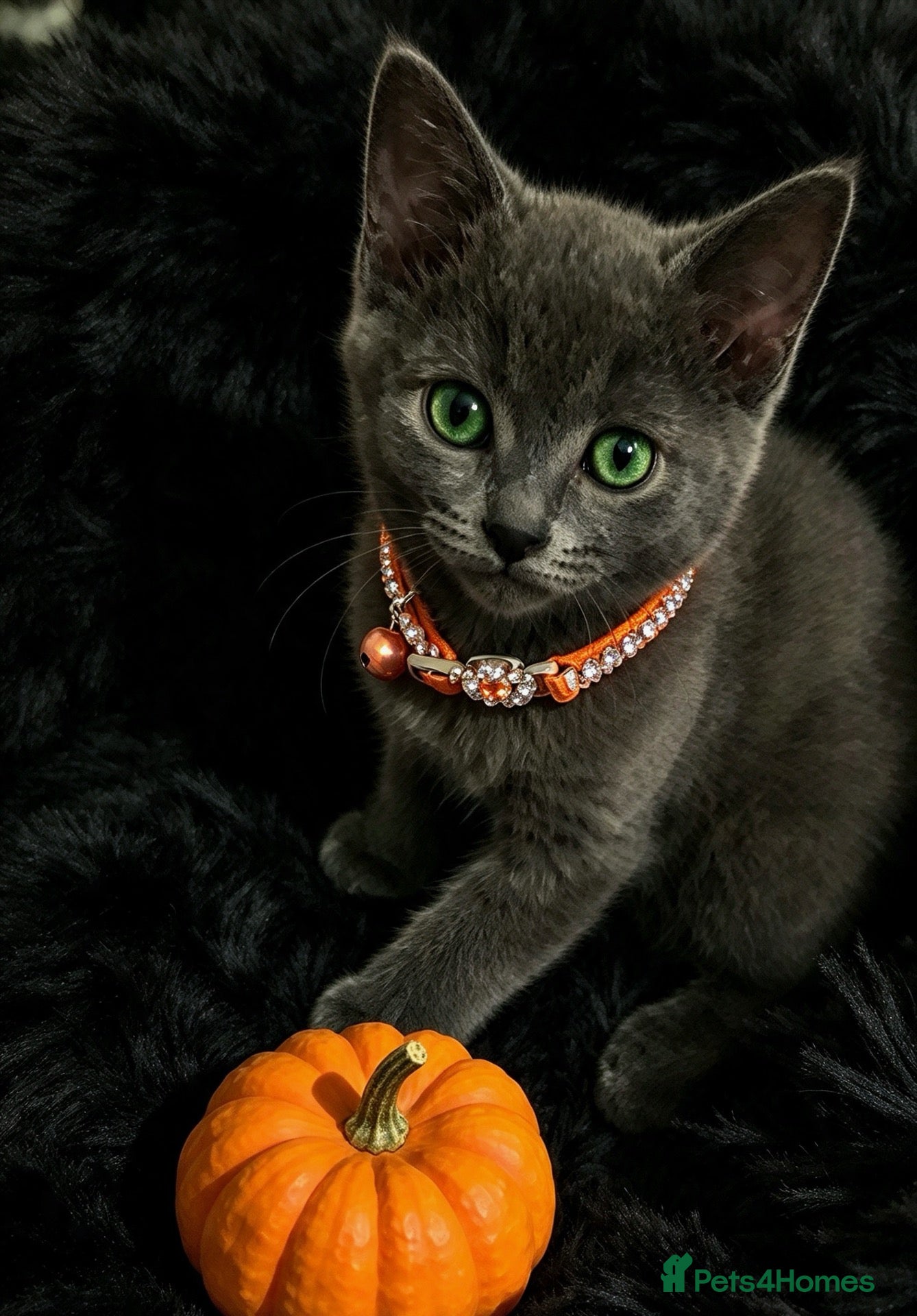 Russian Blue cats for sale: Beautiful pedigree Russian blue kittens - Advert 21