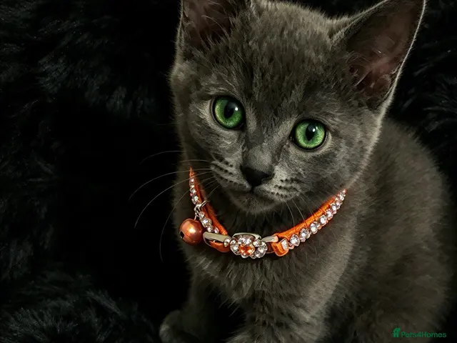 Russian Blue cats for sale: Beautiful pedigree Russian blue kittens - Advert 21