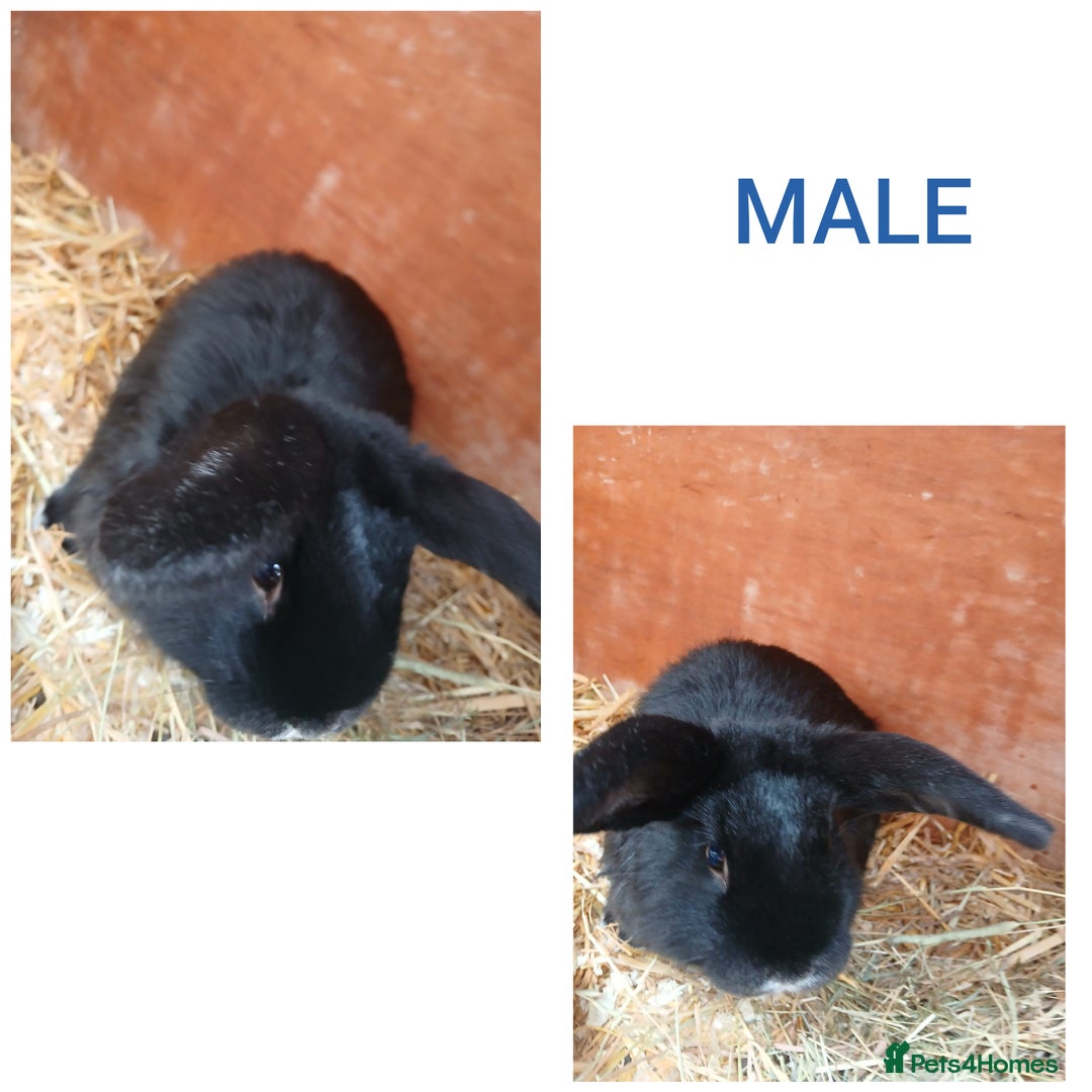Mixed Breed rabbits for sale: Mini lop cross babies - Advert 5