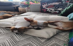 Chihuahua dogs for sale: Daisy  - Image 4