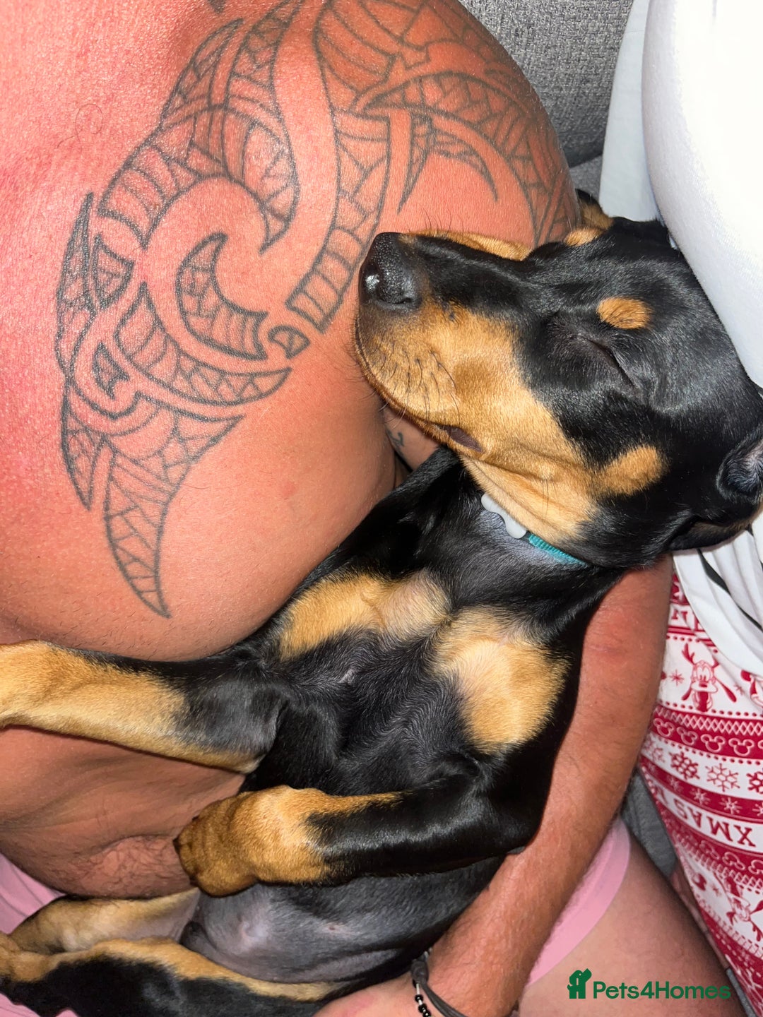 Mixed Breed dogs for sale: Ziggy 2 year old mini pincher - Advert 6