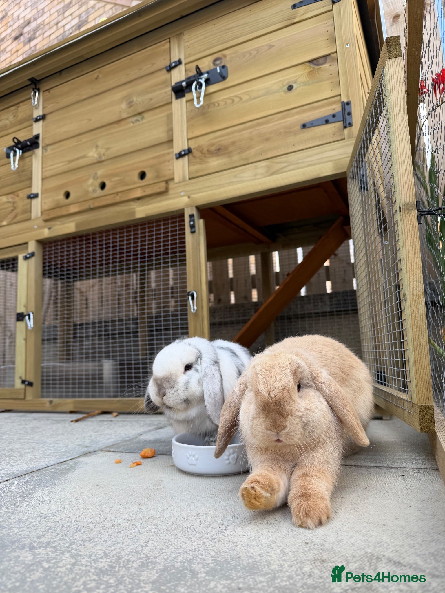 Mini Lop rabbits 2 Mini Lop Rabbits with Luxury Hutch & 18m Run Fen - Advert 2