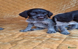 German Wirehaired Pointer dogs for sale: Quality German wirehaired pointer pups. - Image 24