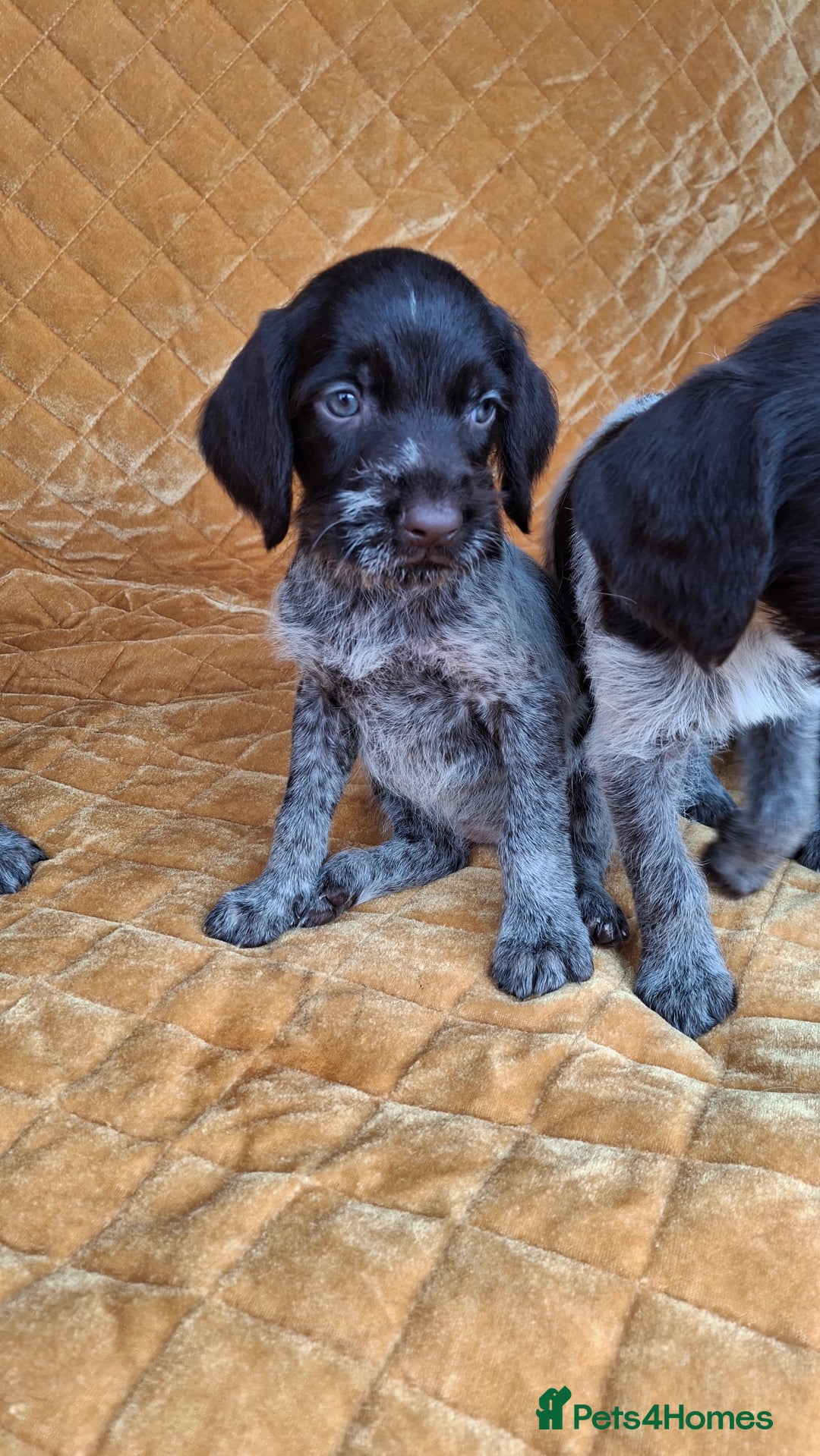 German Wirehaired Pointer dogs for sale: Quality German wirehaired pointer pups. - Image 24