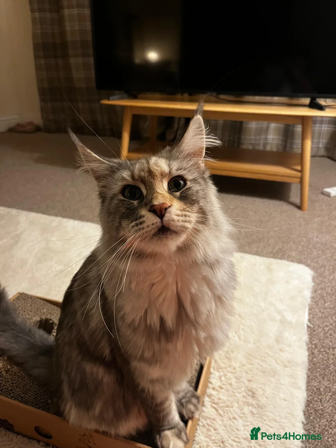 Maine Coon cats for sale: Gorgeous Silver Female Maine Coon  in Colchester - Advert 4