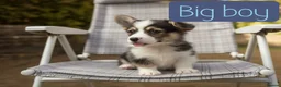 Welsh Corgi Pembroke dogs for sale: Show quality Pembrokeshire corgi READY NOW!!! - Advert 2