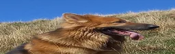 German Shepherd dogs for sale: Gorgeous German Shepherd pups for sale - Advert 6