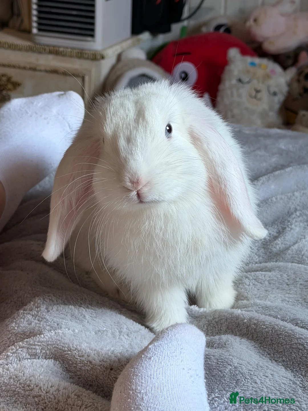 Mixed Breed rabbits for sale: Holland lops  - Advert 3