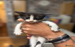 Bengal cats for sale: Bengal cross tabby kittens rare melanistic!!! - Image 9