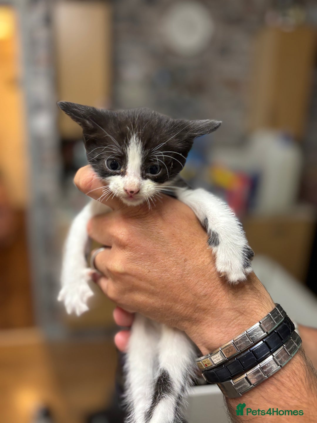 Bengal cats for sale: Bengal cross tabby kittens rare melanistic!!! - Image 9