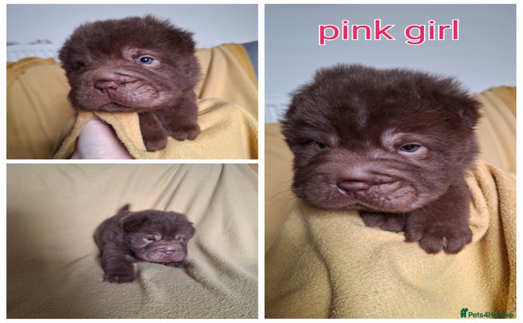 Shar Pei dogs - Advert 1