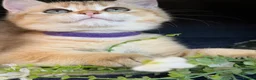 British Shorthair cats for sale: British sh blue golden adorable kittens GCCF  - Advert 16