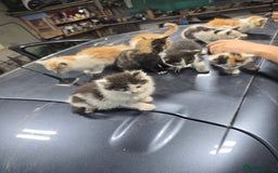 Ragcoon cats for sale: cats  - Image 4
