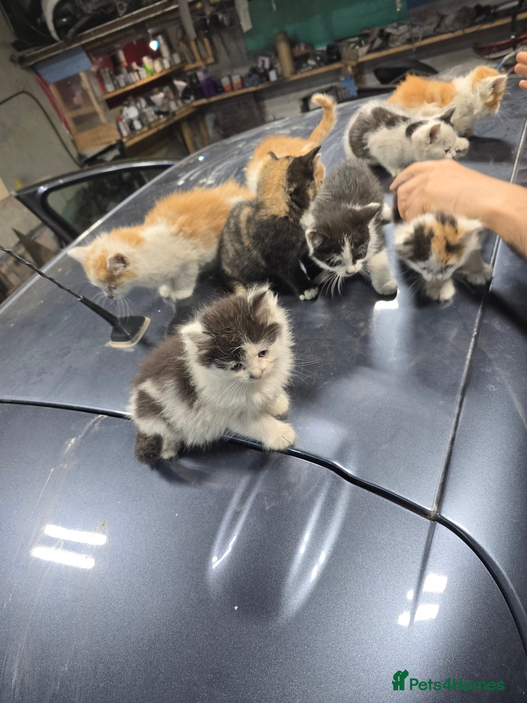 Ragcoon cats for sale: cats  - Image 4