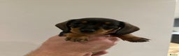 Dachshund dogs for sale: Dachshund puppies  - Advert 32
