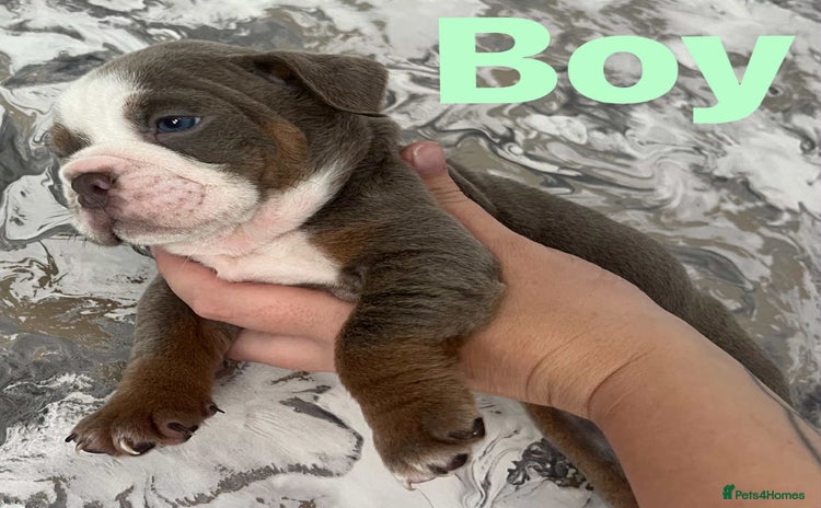English Bulldog dogs - Advert 1