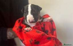 Bull Terrier dogs for sale: Bull Terrier Puppies - Image 5