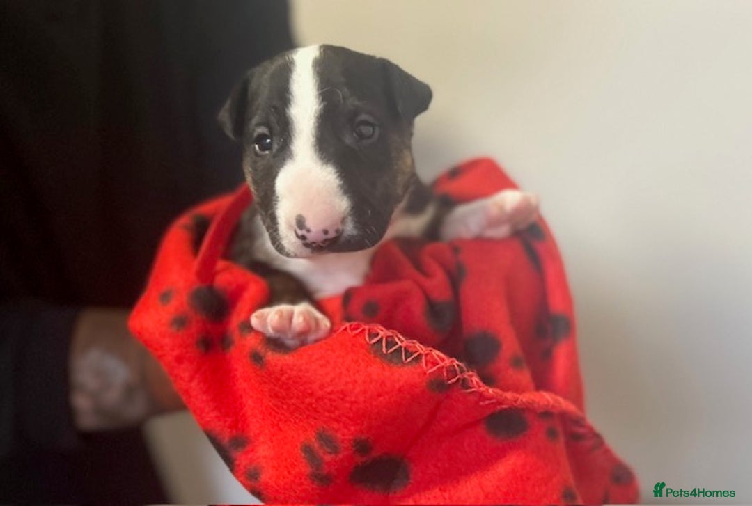 Bull Terrier dogs for sale: Bull Terrier Puppies - Image 5