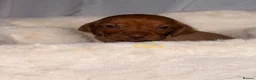 Hungarian Vizsla dogs for sale: Hungarian Vizsla Puppies  - Advert 16