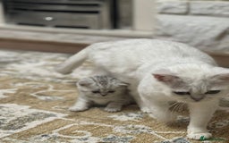 British Shorthair cats for sale: 2 TICA registered BSH kittens  - Image 13
