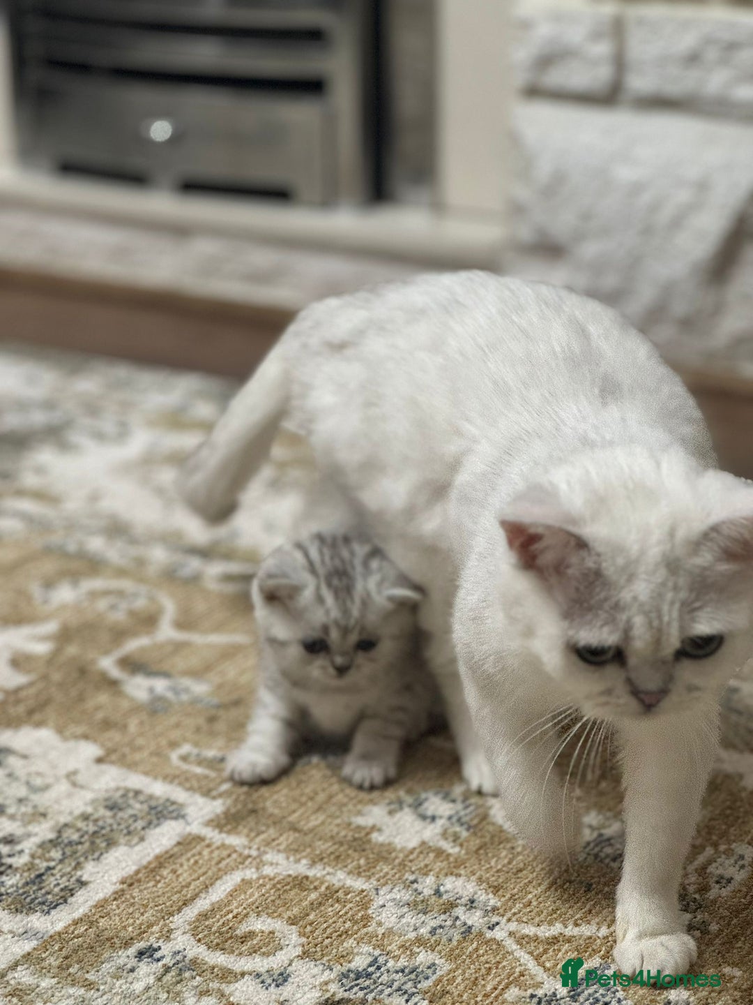 British Shorthair cats for sale: 2 TICA registered BSH kittens  - Image 13