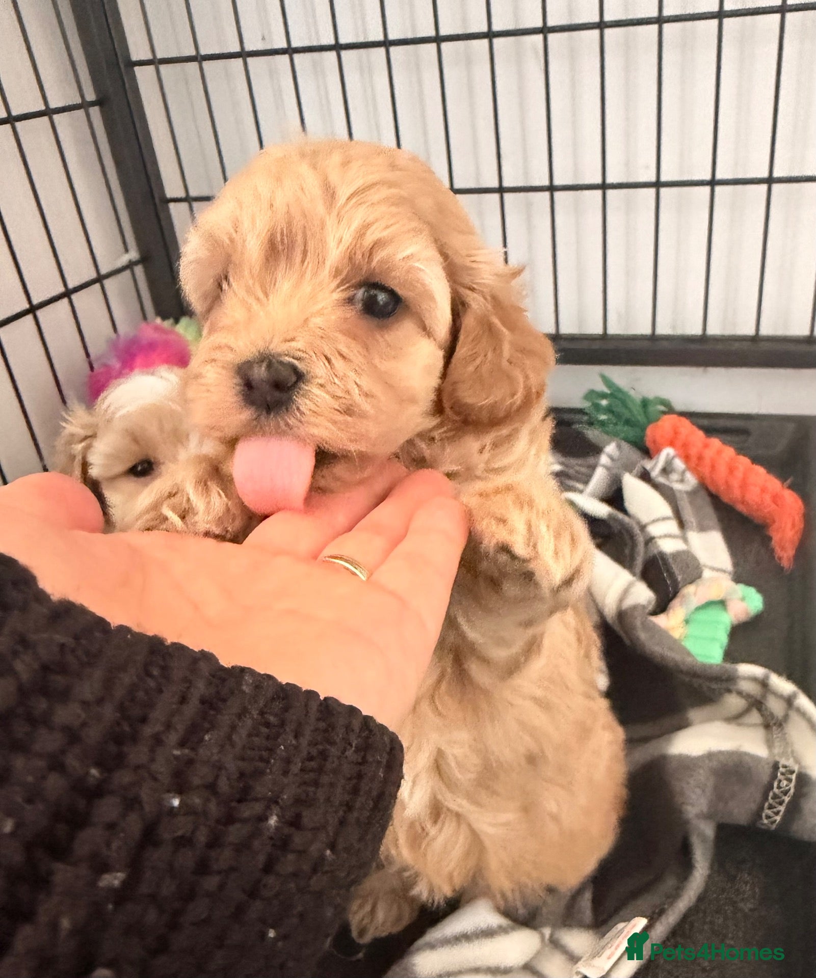 Maltipoo dogs 🩷Tiny Maltipoo,KC dna health clear parents 🥰 - Advert 1