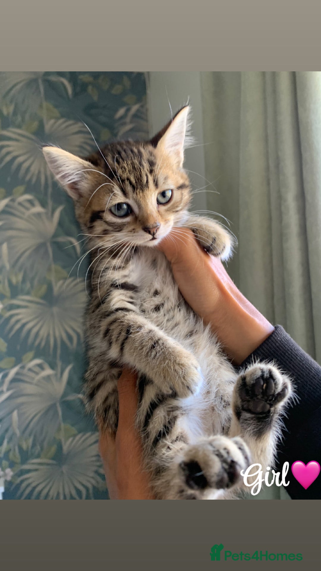 Mixed Breed cats for sale: 6 gorgeous kittens😍Ready Now - Image 4