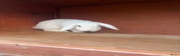Mini Lop rabbits for sale: white fluffy, female, mini lop in Rochester - Advert 2