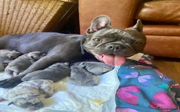 French Bulldog dogs for sale: French Bulldog 4 Boys and 3 girls  - Image 6