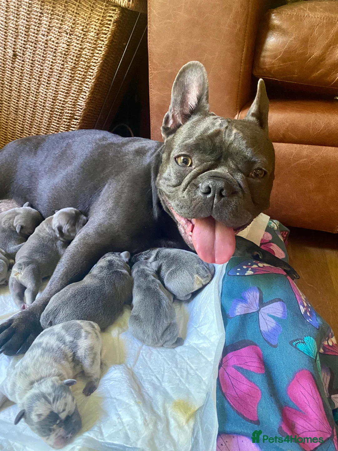 French Bulldog dogs for sale: KC registered French Bulldog Girl  & 1 Boys 🐶❤️ - Advert 9