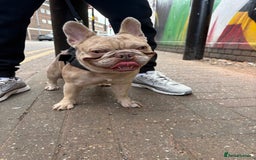 French Bulldog dogs for stud: MICRO STUD BOY! NOW OPEN  - Image 5