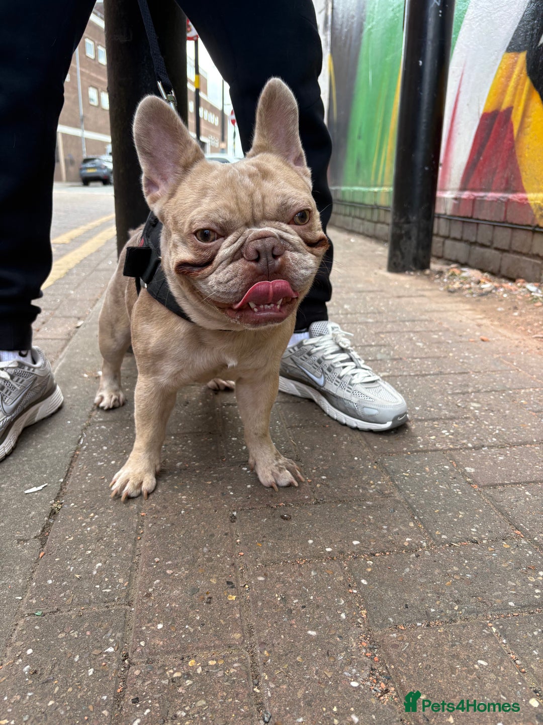French Bulldog dogs for stud: MICRO STUD BOY! NOW OPEN  - Image 5