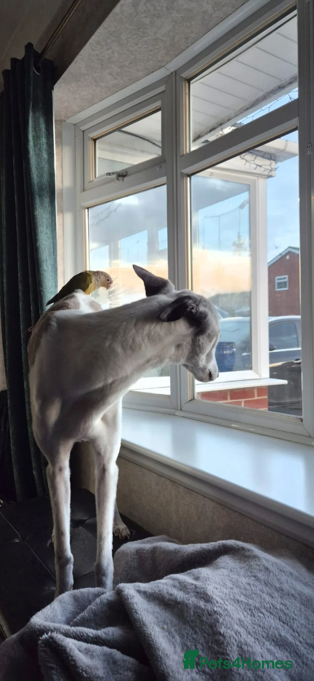 Conures birds for sale: Hand Reared Green Cheek Conure with Full Setup - Advert 4