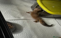 Gecko reptiles for sale: 2 Female leopard geckos and Crested gecko for sale - Image 5