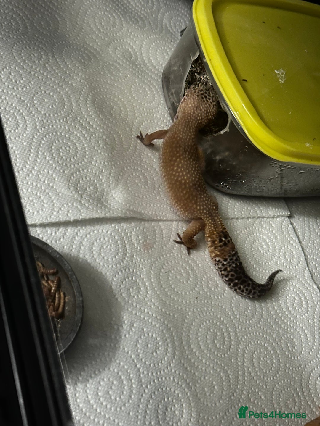 Gecko reptiles for sale: 2 Female leopard geckos and Crested gecko for sale - Image 5