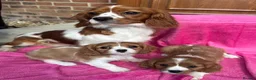 Cavalier King Charles Spaniel dogs for sale: Blenheim Cavalier King Charles pups ready now  - Advert 2
