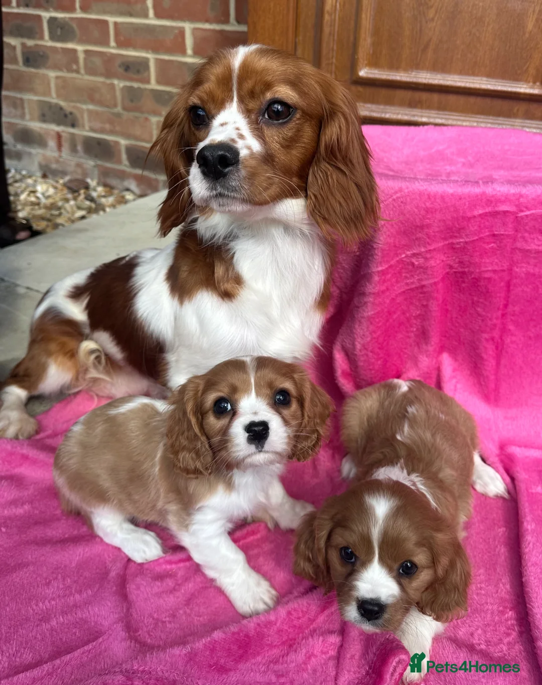 Cavalier King Charles Spaniel dogs for sale: Blenheim Cavalier King Charles pups ready now  - Advert 2