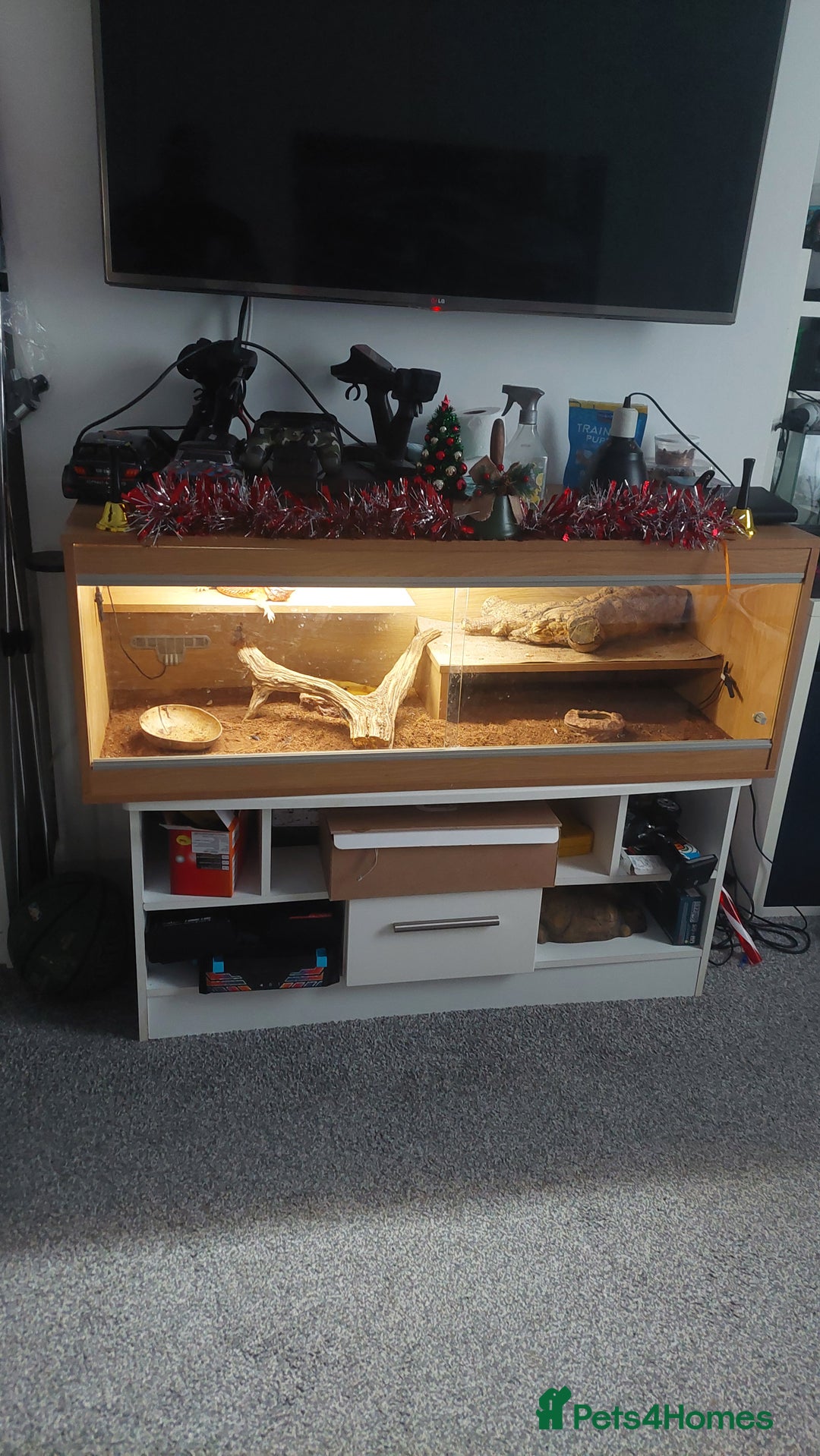 Dragon reptiles for sale: Bearded dragon with viv - Advert 4