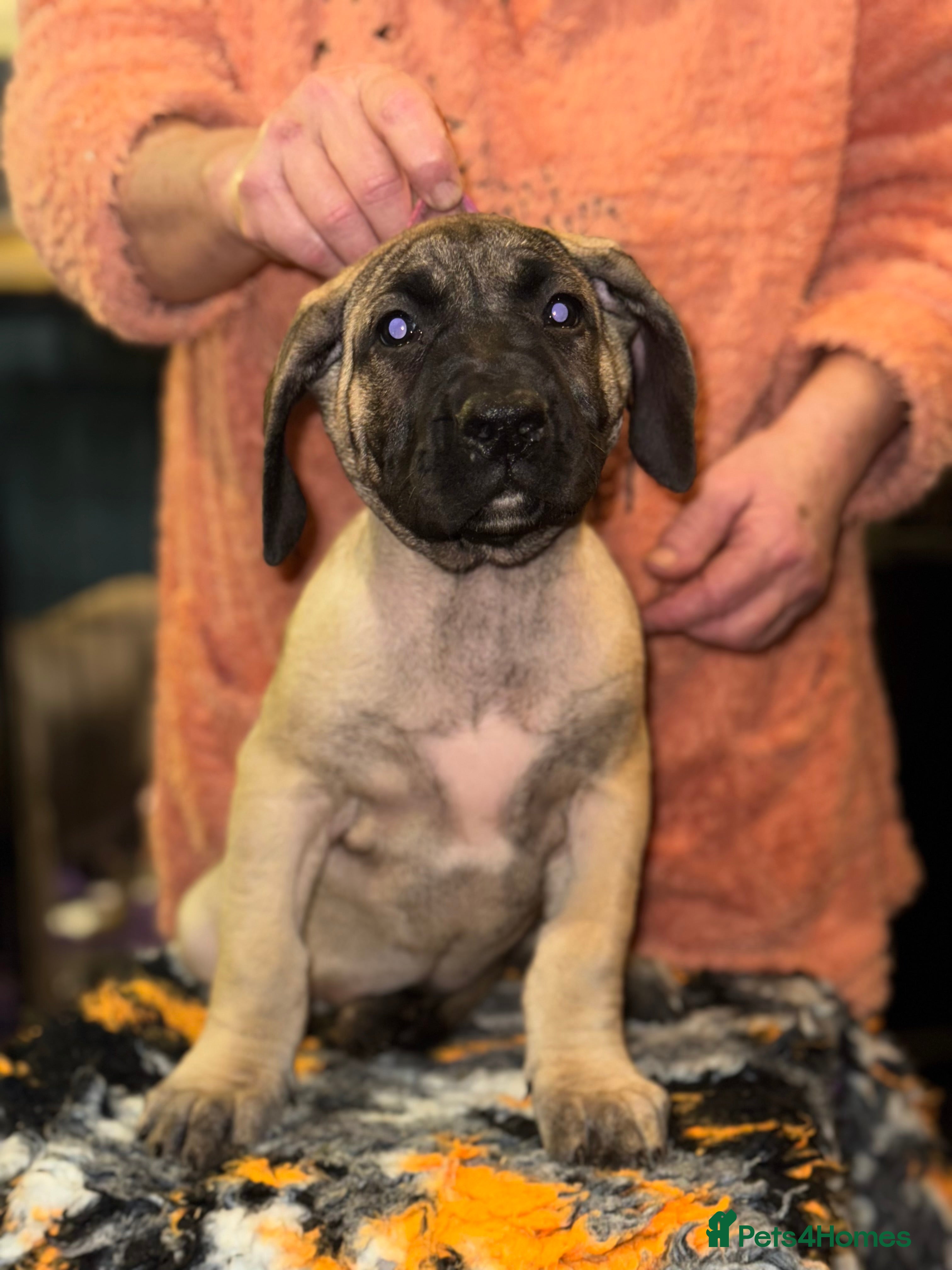 Presa Canario dogs Presa Canario pups  - Advert 1