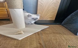 Ragdoll cats for sale: Adorable ragdoll kittens  - Image 10