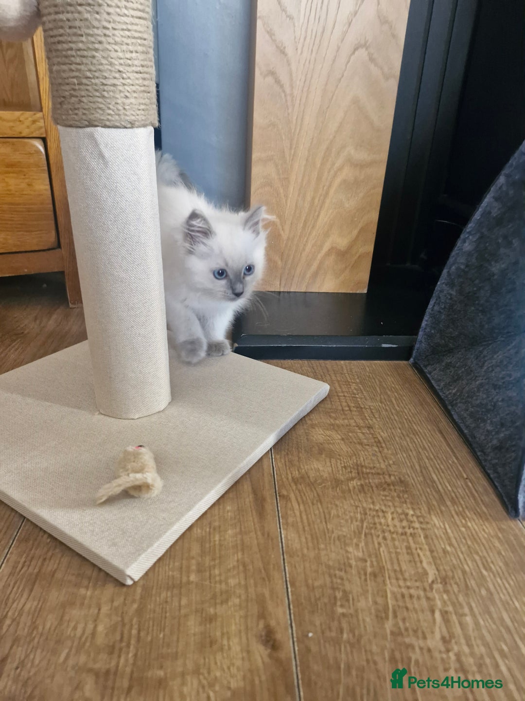 Ragdoll cats for sale: Adorable ragdoll kittens  - Image 10