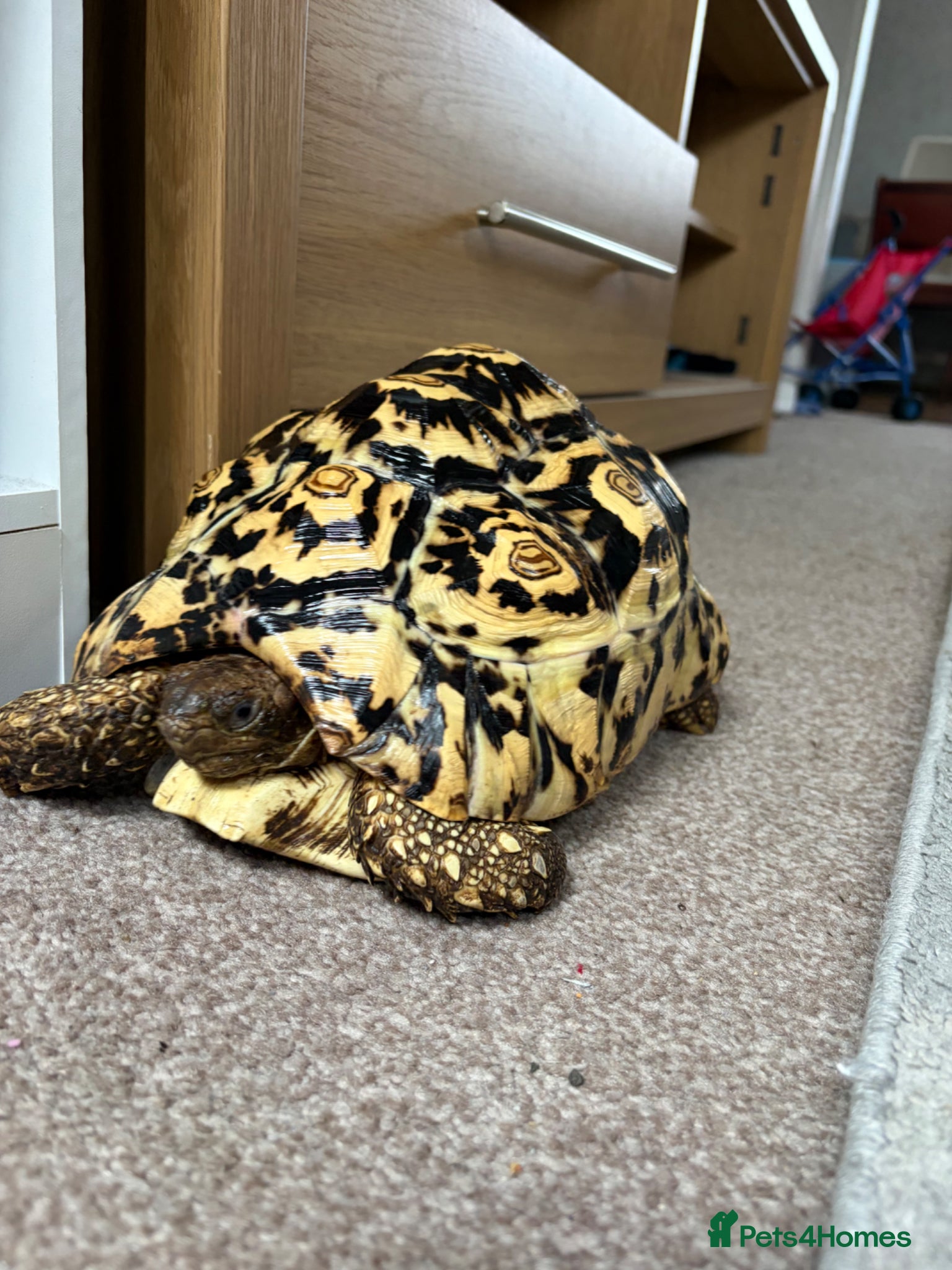 Tortoise reptiles Leopard Tortoise  - Advert 2