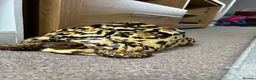 Tortoise reptiles for sale: Leopard Tortoise  - Advert 1