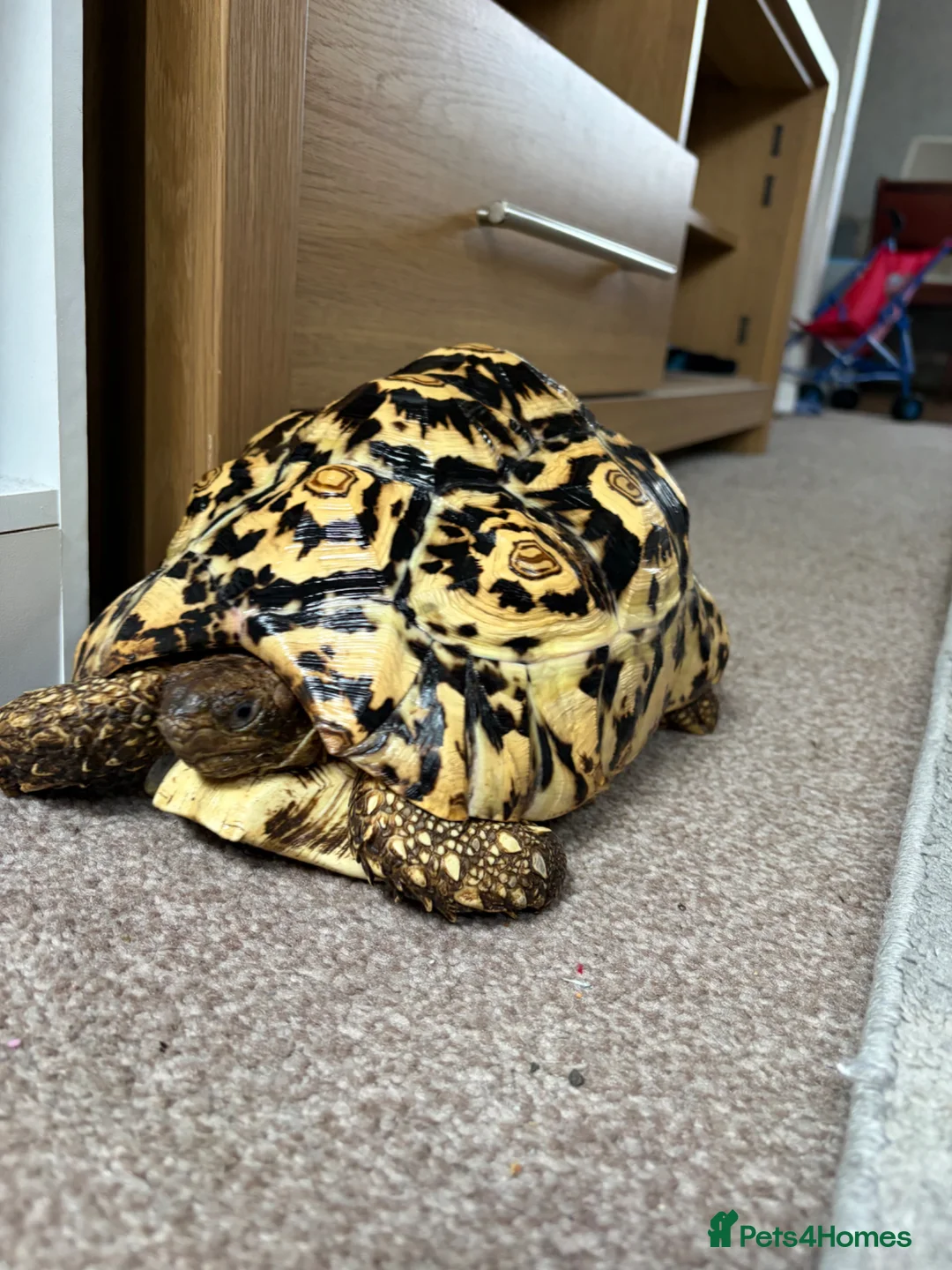 Tortoise reptiles for sale: Leopard Tortoise  - Advert 1