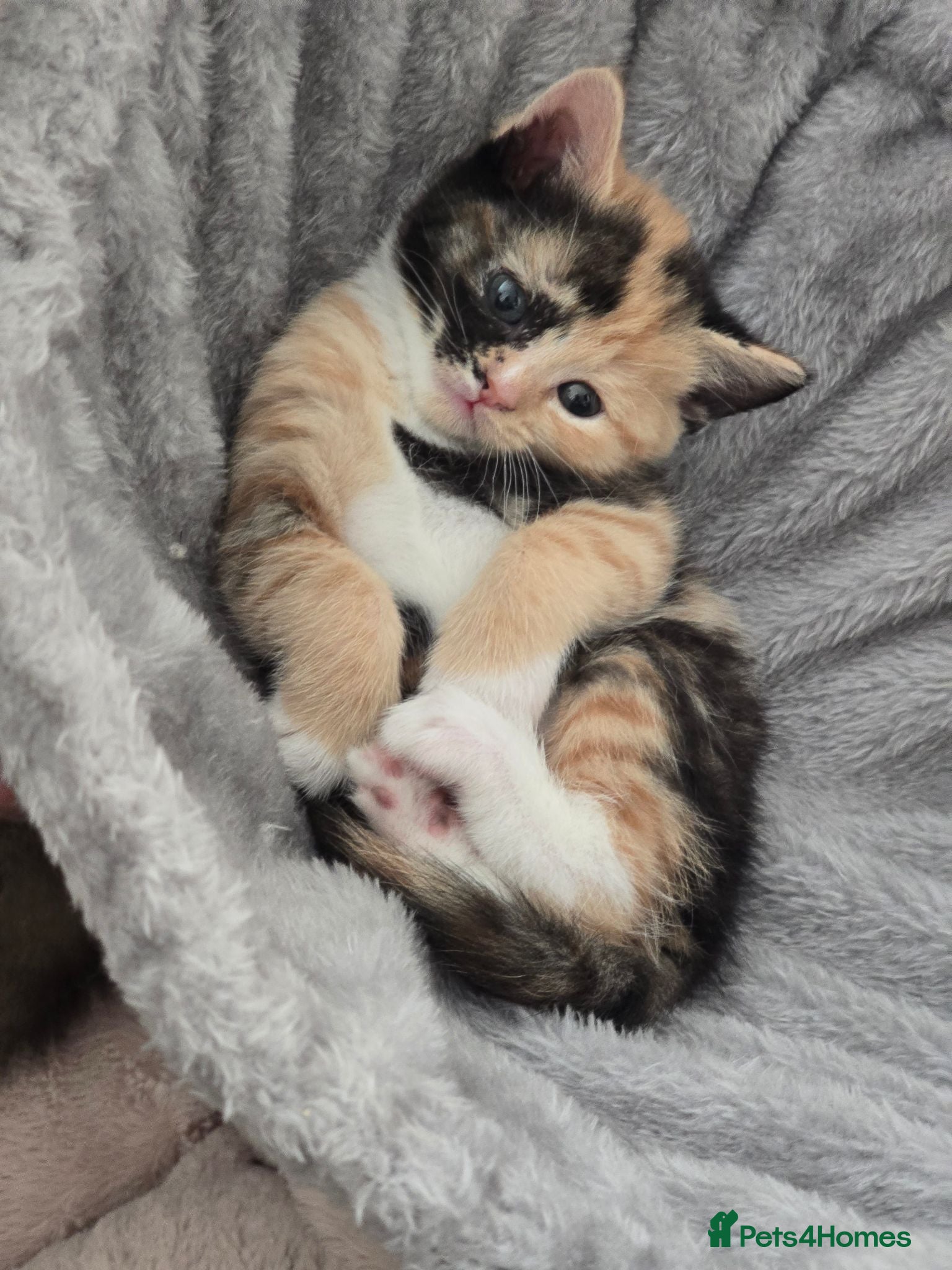 British Shorthair cats British Shorthair Female Only 1 Left!🩷 - Advert 2
