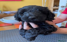 Sproodle dogs for sale: 1 Gorgeous F2 Sproodle Girl FULLY Vaccinated - Image 18