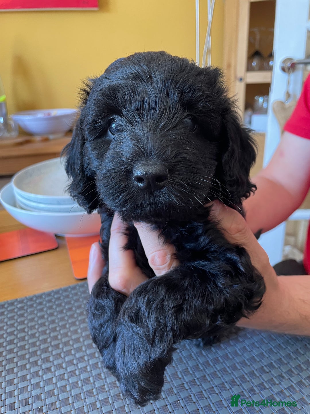 Sproodle dogs for sale: 1 Gorgeous F2 Sproodle Girl FULLY Vaccinated - Image 18