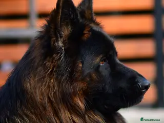 German Shepherd dogs LONGHAIRED SHOW TYPE GSD PUPPIES - Advert 21